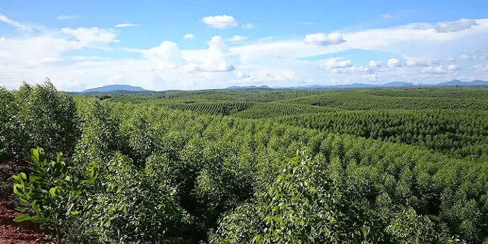 Puncak Bukit Galau Asahan